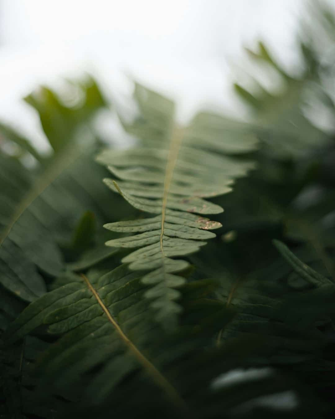 Lush green fern fronds unfurling in a natural outdoor setting.